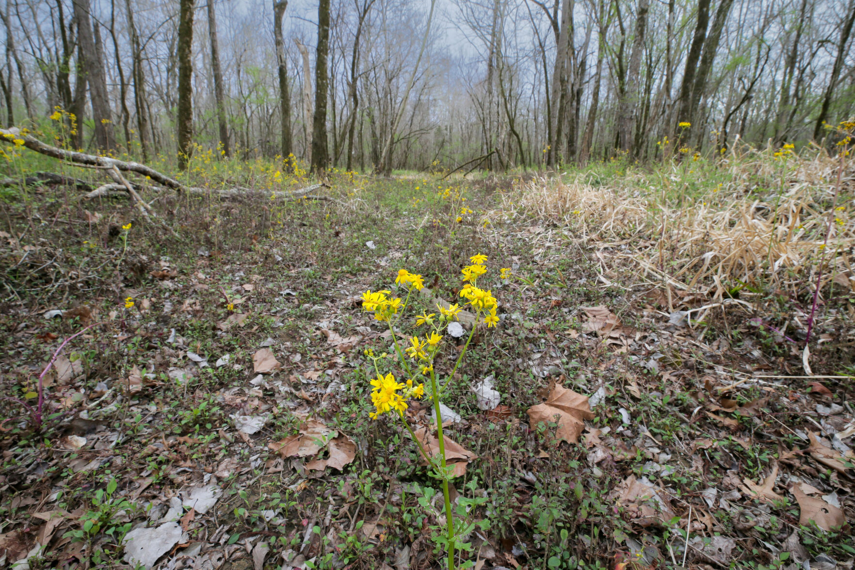 NO.natureconservancy.adv0002.JPG
